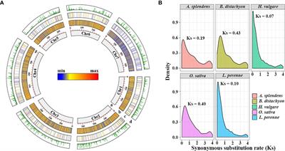 Combined genomic and transcriptomic analysis reveals the contribution of tandem duplication genes to low-temperature adaptation in perennial ryegrass